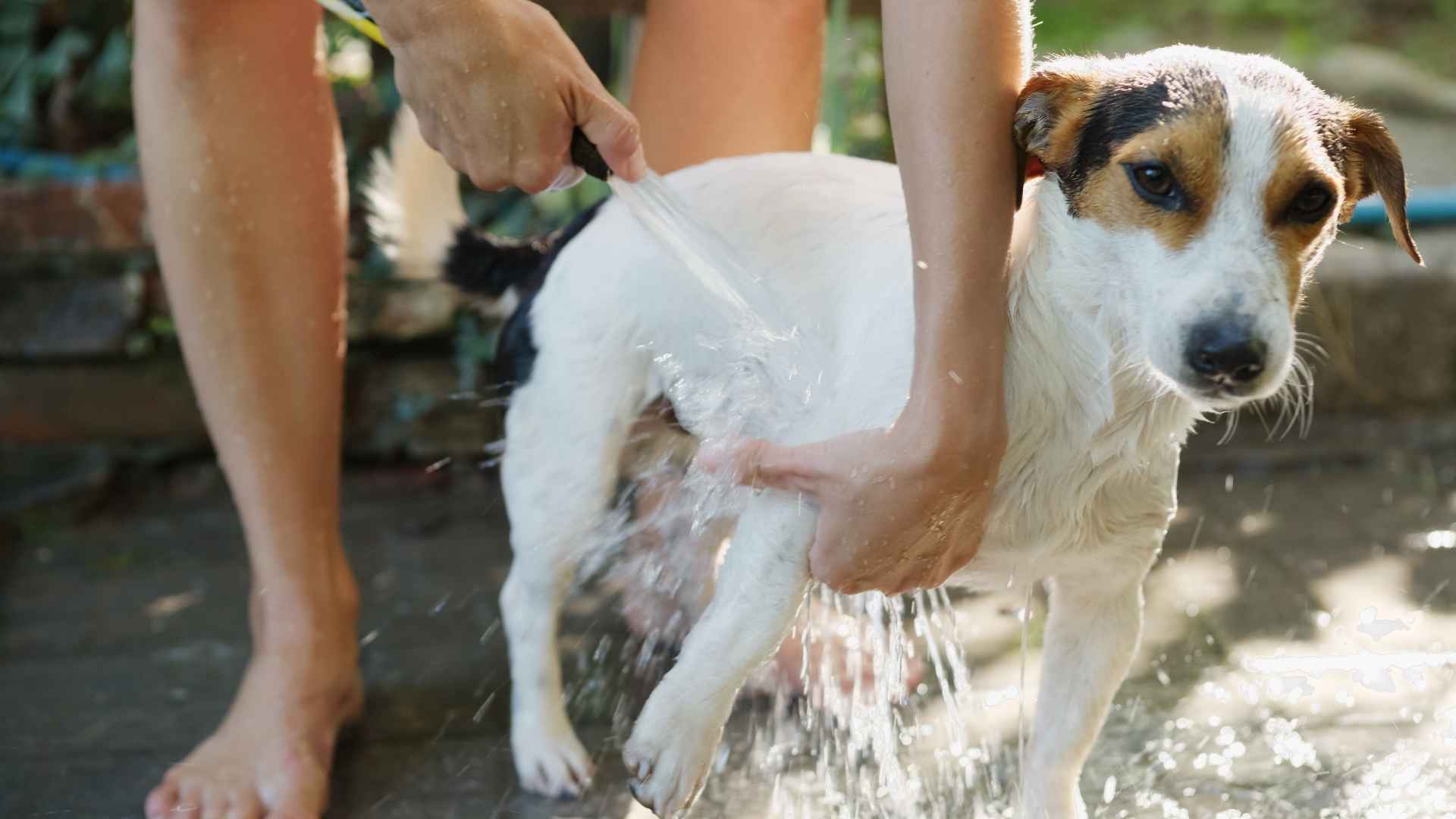 bañar al perro con giardia